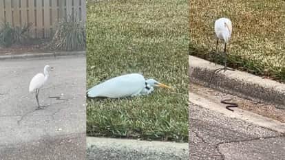 Heron that came to hunt the snake became the prey itself video goes viral