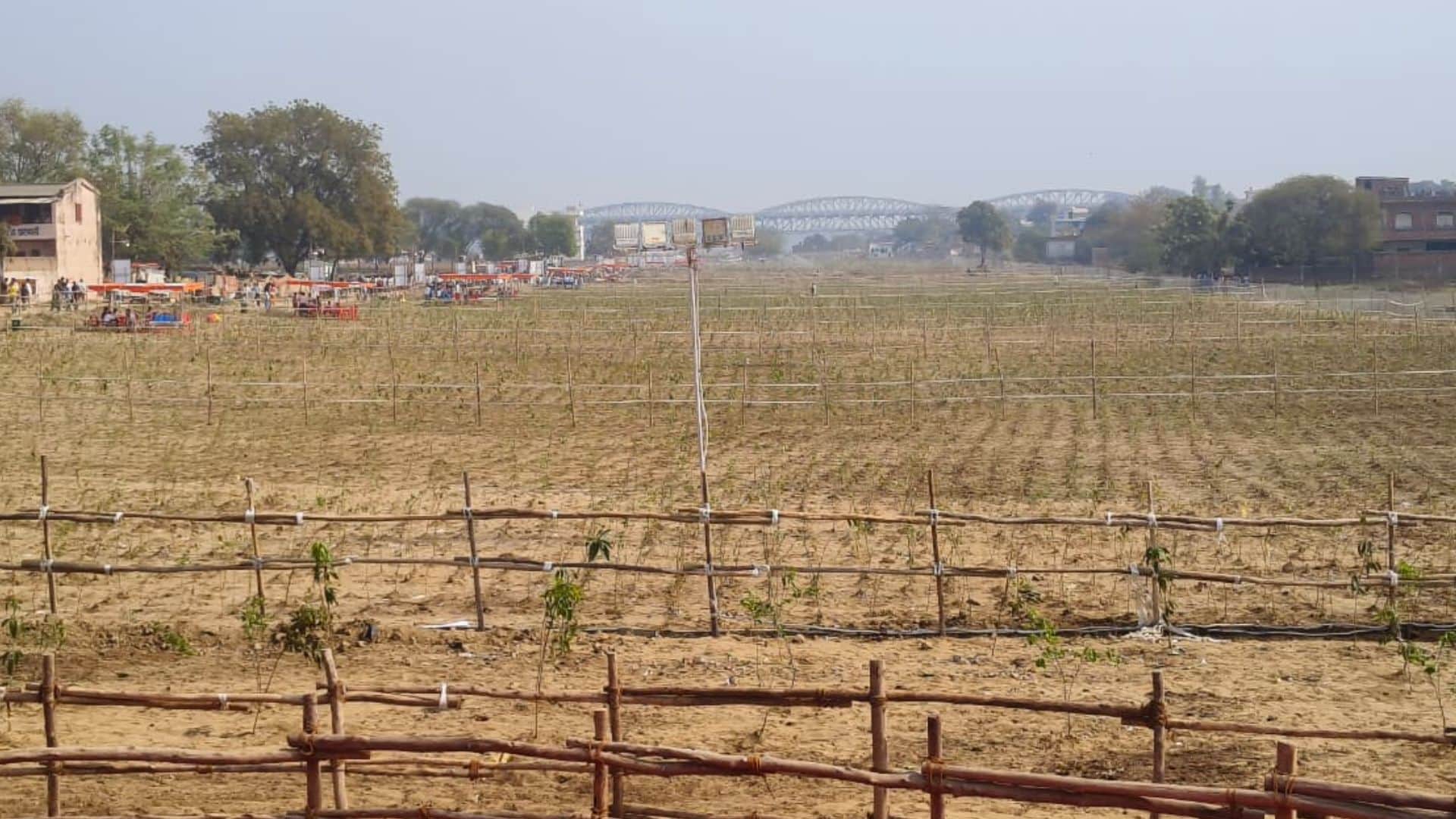 Plantation in Kashi Urban forest on 350 bighas of land special irrigation for 45 minutes three times week