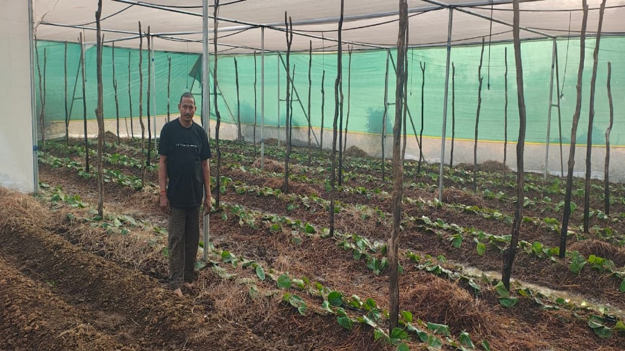 New life to the extinct cultivation of betel leaf, establishment of betel research center in Chhuikhadan