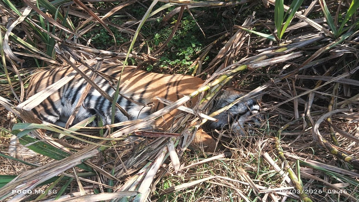 Tiger found dead in sugarcane field in Gola range in Lakhimpur kheri
