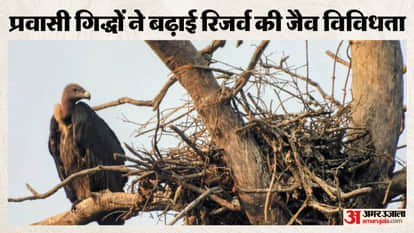 951 Vultures Counted in Three-Day Census at Veerangana Durgavati Tiger Reserve, Rare Species Recorded