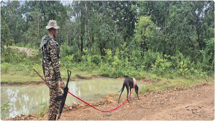 निर्णायक लड़ाई: सूखे पत्तों-पेड़ की जड़ों से चोट पहुंचा रहे नक्सली; चप्पे-चप्पे पर IED, खोजी कुत्ते भी गुमराह