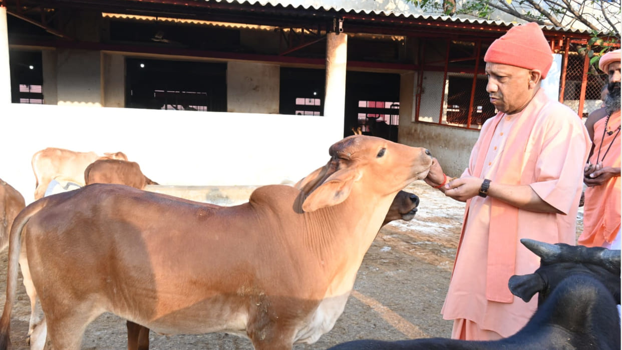 CM Yogi performed cow service at the Gorakhnath temple's cowshed. He called them by name and fed them jaggery.