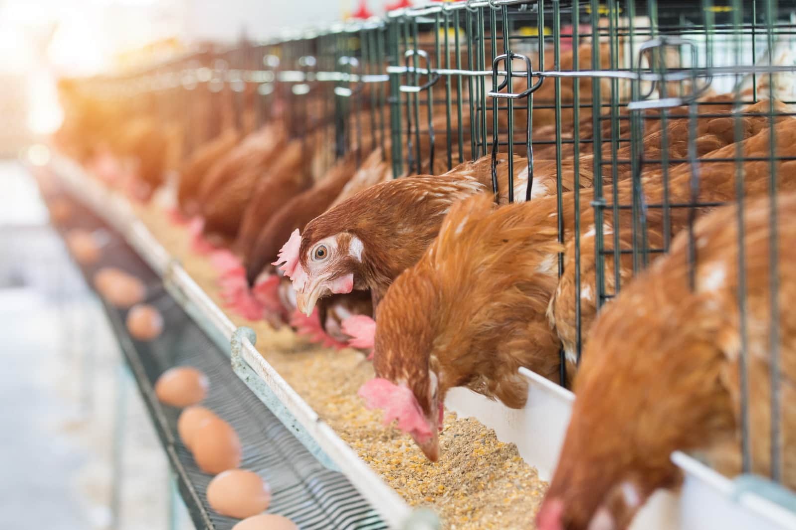 How much does it cost to open a poultry farm and how much does it earn