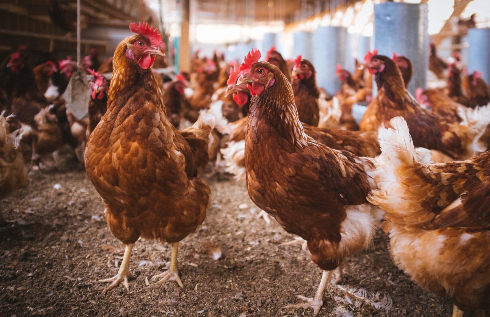 How much does it cost to open a poultry farm and how much does it earn