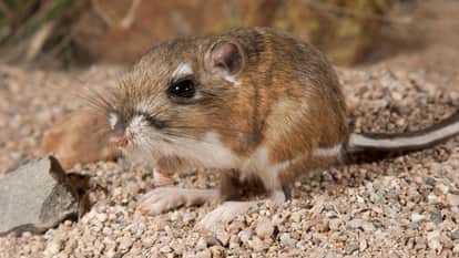 animal never drinks water kangaroo rat interesting facts in Hindi