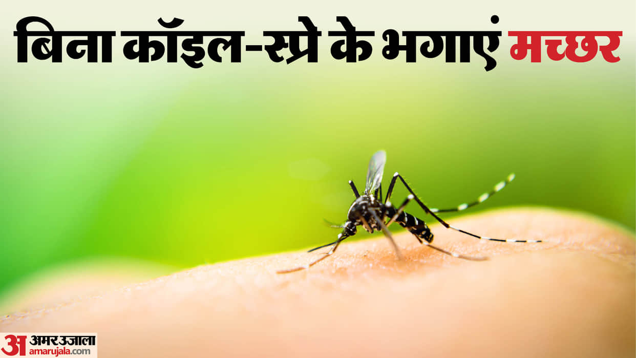 6 Natural Ways to Get Rid of Mosquitoes at Home Without Chemicals