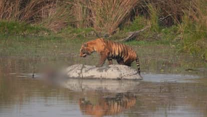 Rhinoceros dies after being attacked by tiger in Dudhwa Tiger Reserve