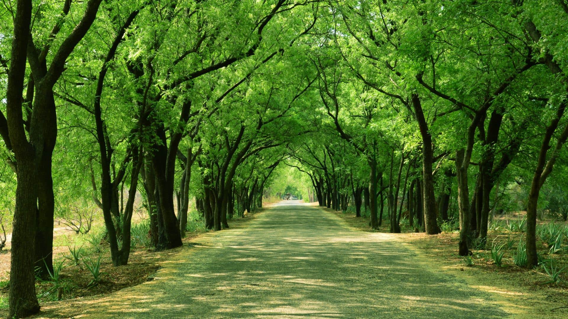 average age of trees in india peepal to neem ped ki age kitni hoti hai