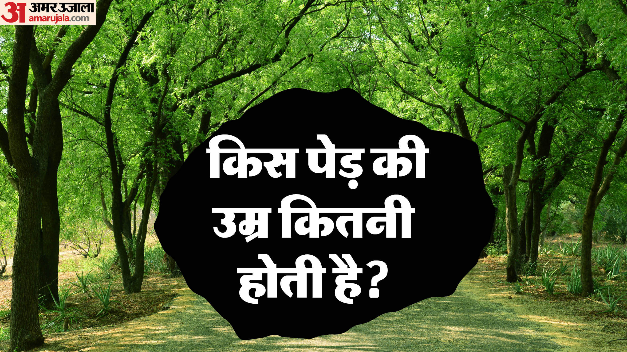 average age of trees in india peepal to neem ped ki age kitni hoti hai