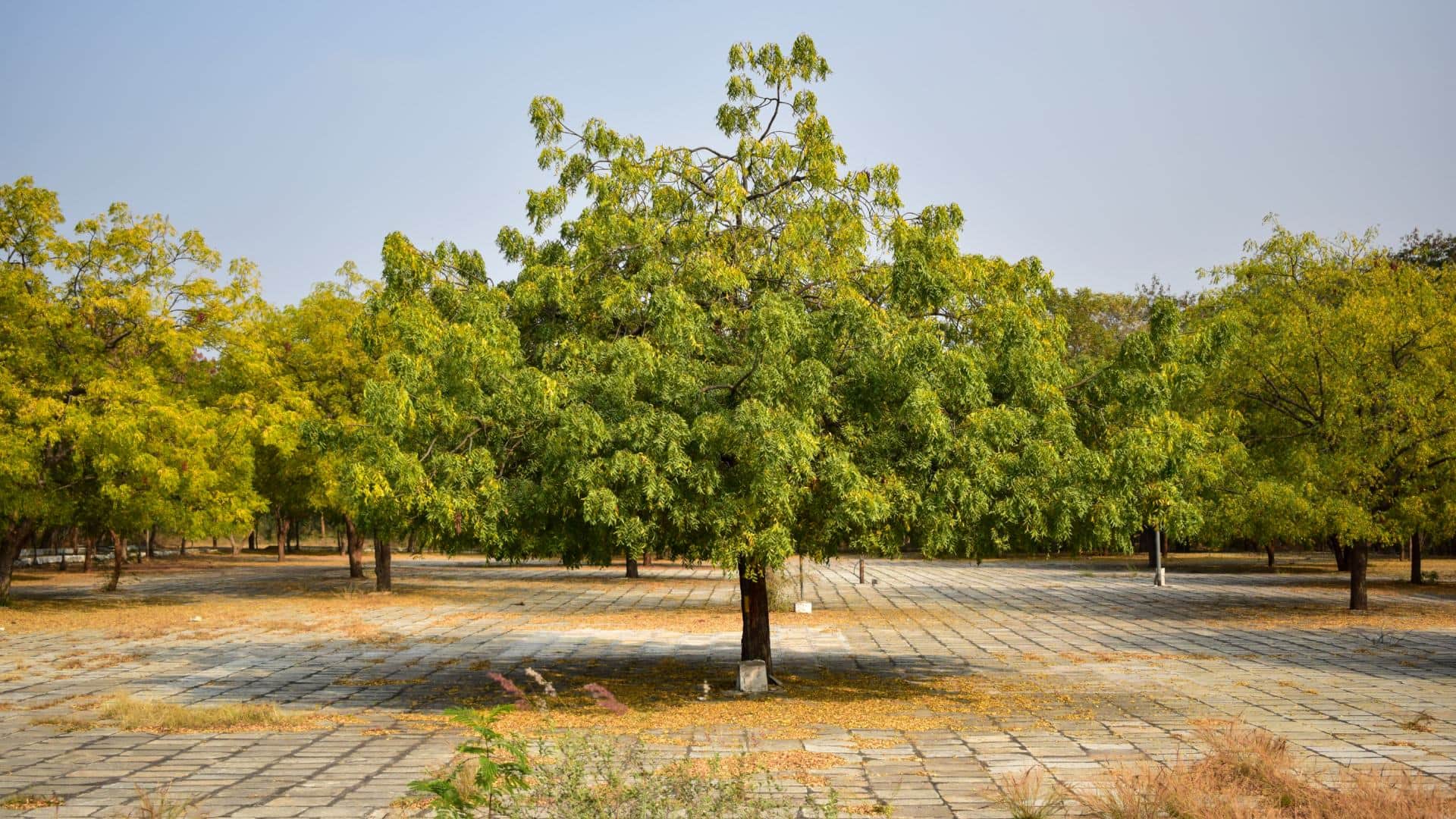 How to Apply for Tree Cutting Permission in Uttar Pradesh Online Process, Rules, and Important Guidelines