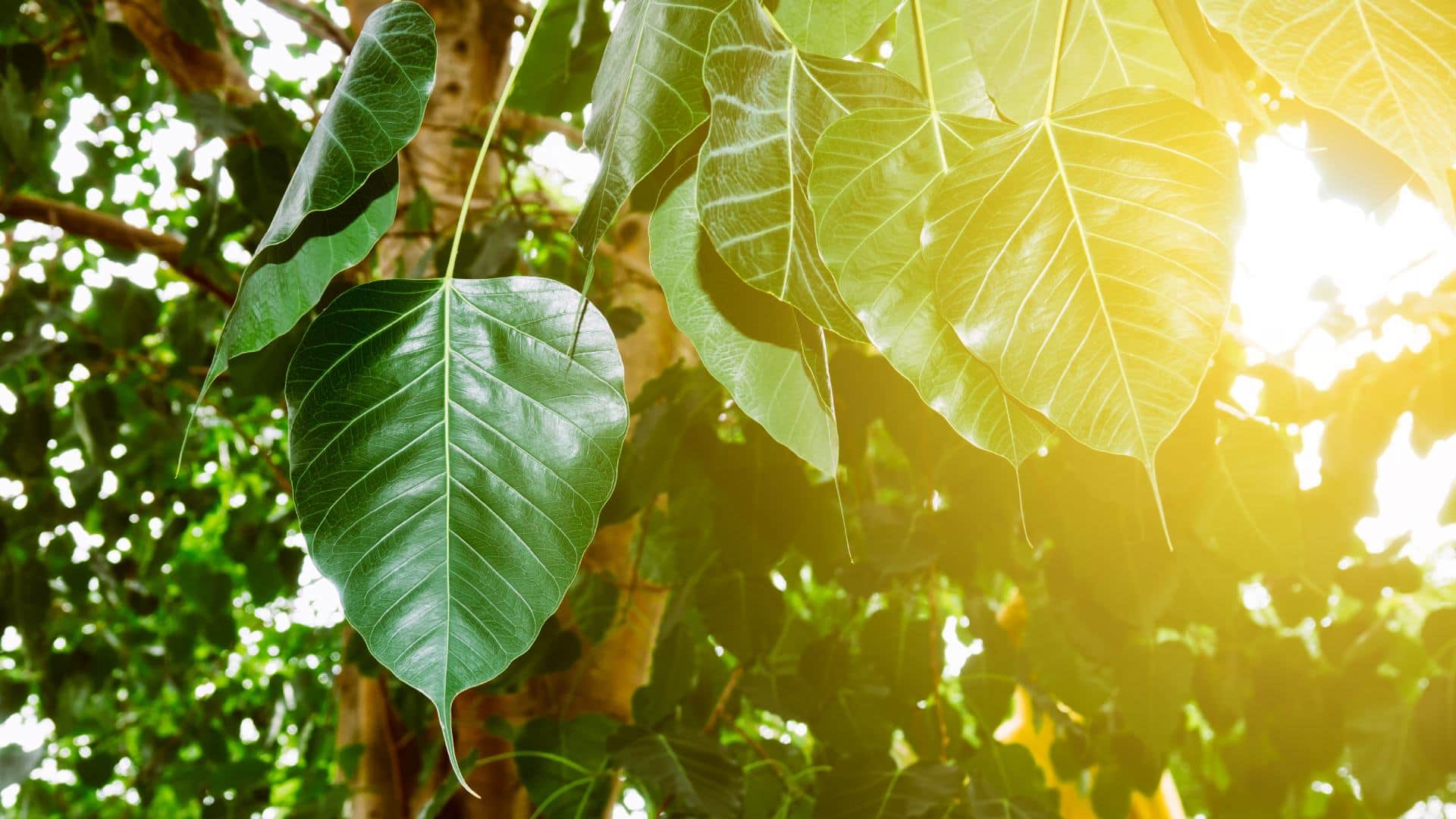 average age of trees in india peepal to neem ped ki age kitni hoti hai