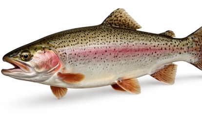 Uttarakhand plan to send trout fish to Dubai faces setback Israel US Iran War become the reason