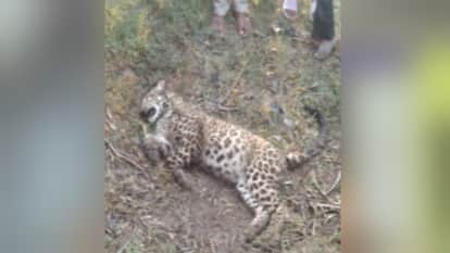 Bijnor: Injured Leopard Found in Bijnor Village, Forest Department Team Rushes to Spot