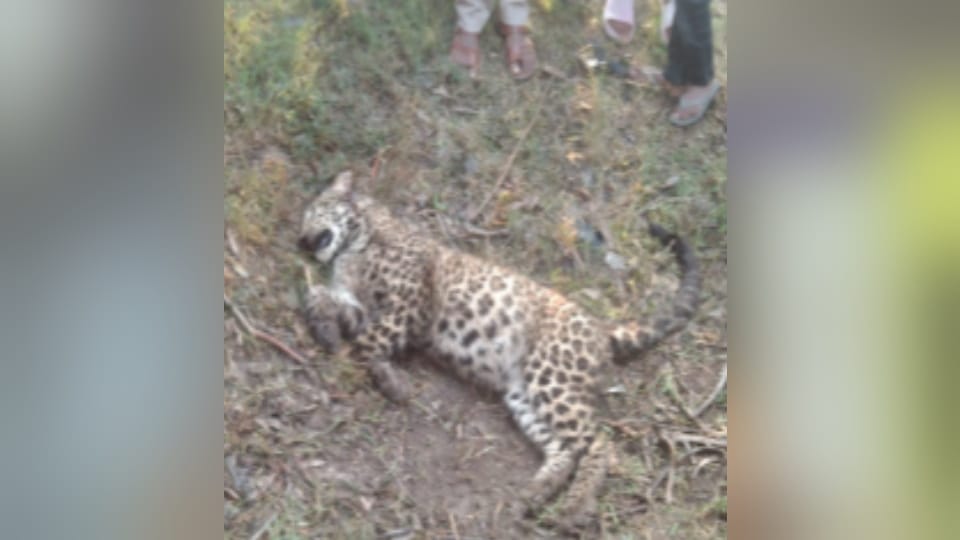 Bijnor: Injured Leopard Found in Bijnor Village, Forest Department Team Rushes to Spot