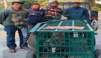 After a month, the terror was relieved, the leopard was captured in a cage