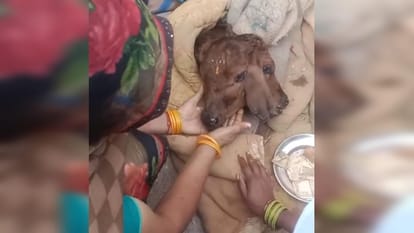 UP Big News: Sister stabbed to death, murderous wife's act; people dumping petrol and diesel amid war