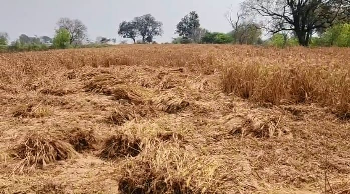 Kanpur Heat induced wheat grains shrink harvesting begins in several villages with potential yields declining