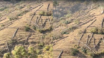 Dozens of pine trees were axed near a petrol pump in Shillai, and the department has launched an investigation