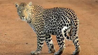 Leopard enters house in Sihal Banaal village, flees after noise
