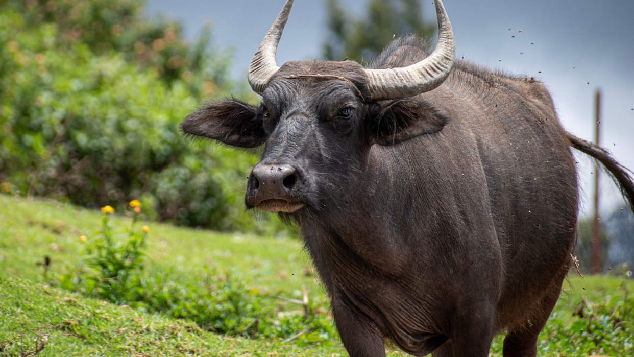 Man performing skating stunts on the road was hit hard by a buffalo video goes viral