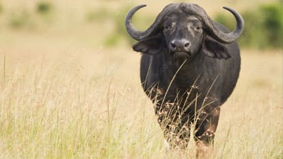 BHU student research at Oxford traces journey of buffaloes across ocean to Europe and West Asia