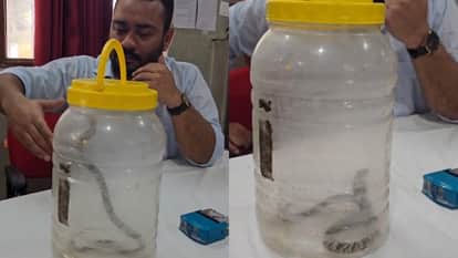 man packed snake in box and took it to hospital in pilibhit