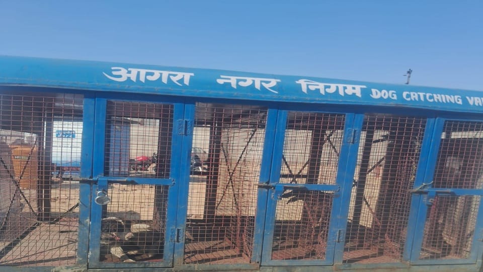 Dogs Roam Near ICU in Agra’s SN Medical College Three Caught After Viral Video