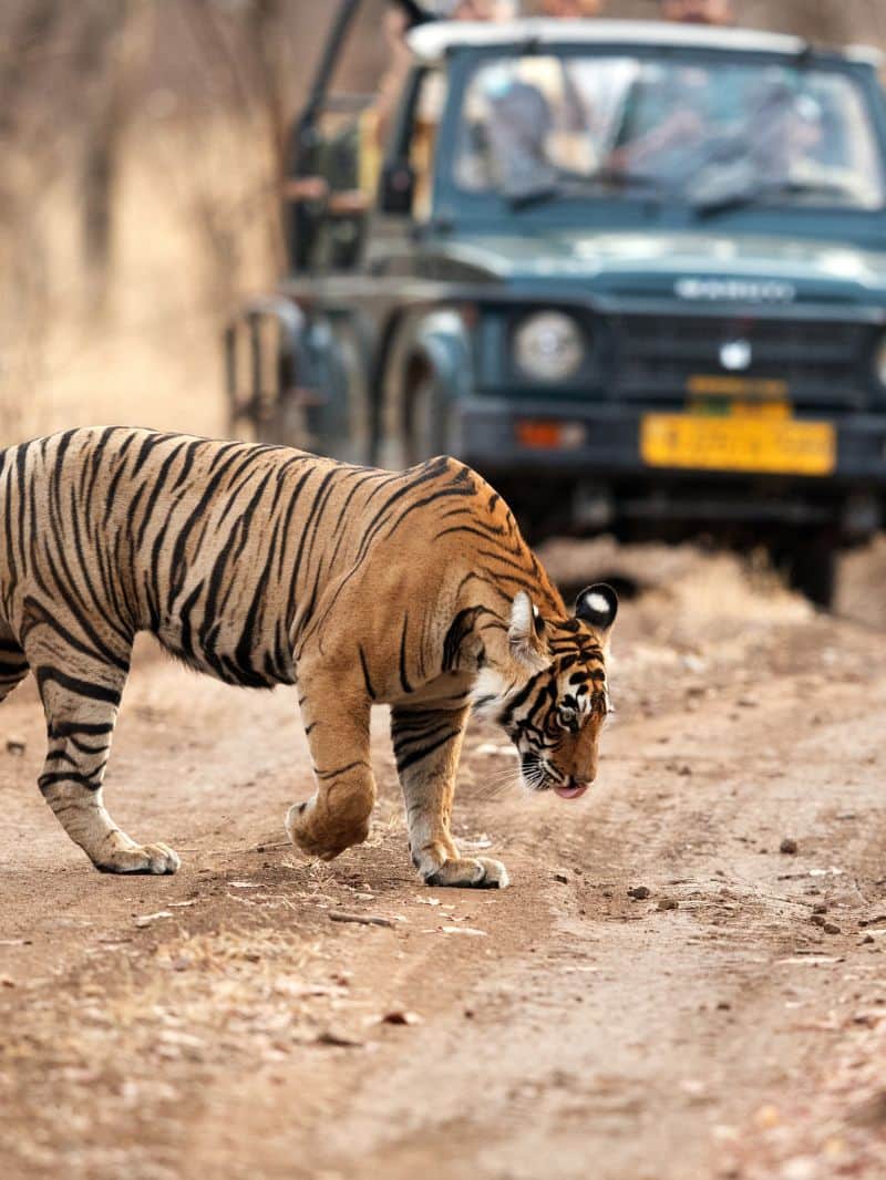 रणथंभौर नेशनल पार्क में बाघ