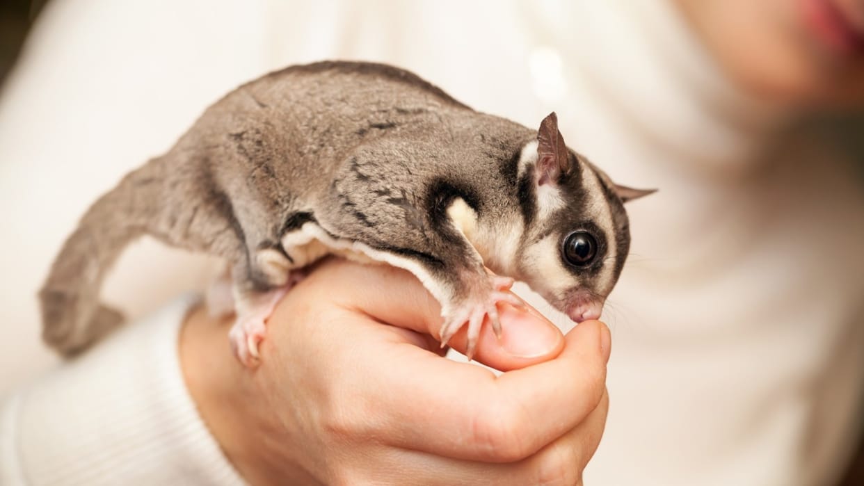Tiny possum and glider thought extinct for 6,000 years found in remote West Papua