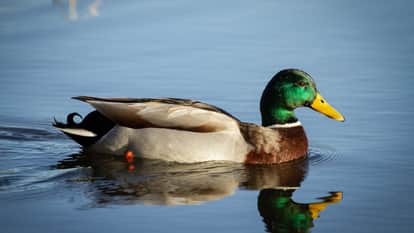 Zara Hatke Man Finds Gold Worth Lakhs Inside Duck's Stomach In China Weird News