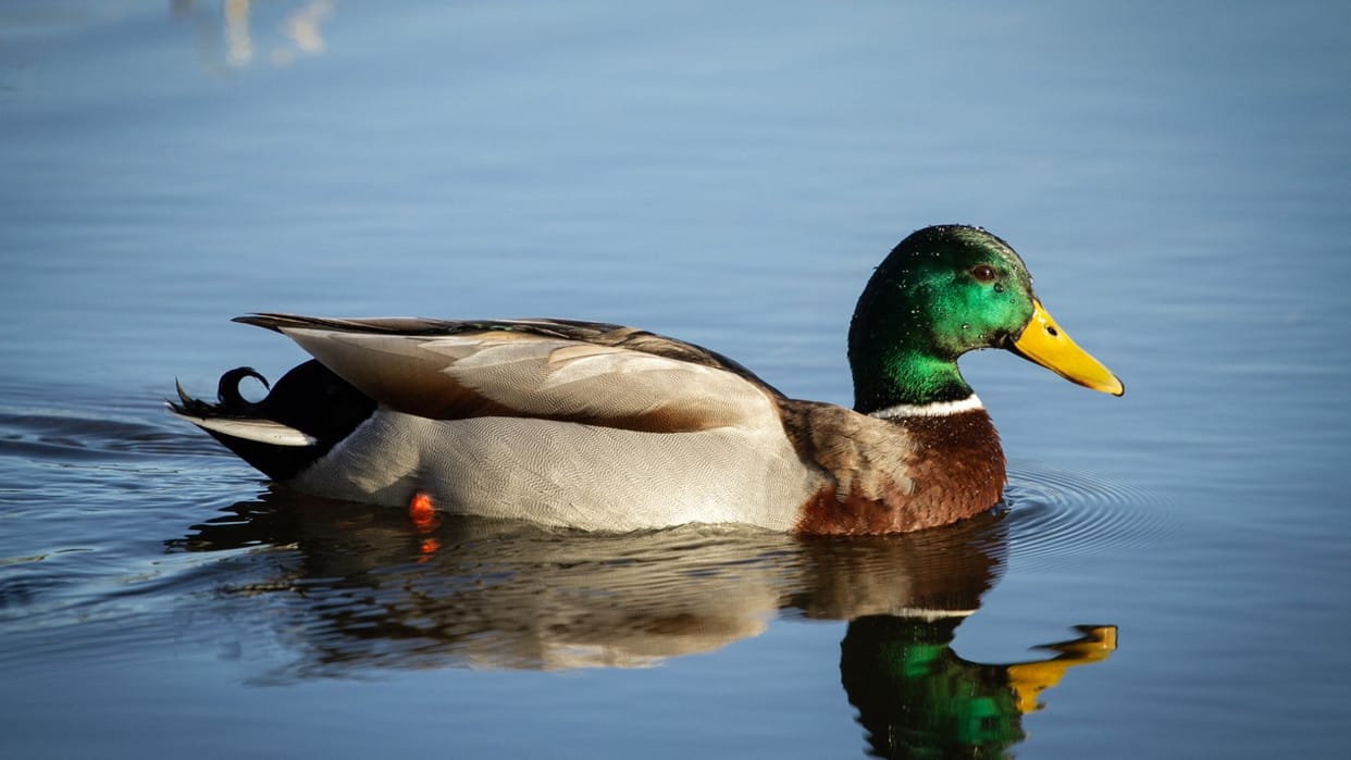 Zara Hatke Man Finds Gold Worth Lakhs Inside Duck's Stomach In China Weird News