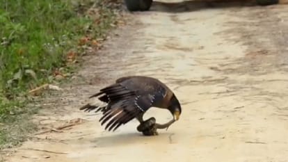 Tourists were thrilled to see the fight between eagle and python in Dudhwa