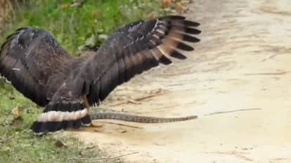 Tourists were thrilled to see the fight between eagle and python in Dudhwa