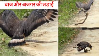 Tourists were thrilled to see the fight between eagle and python in Dudhwa