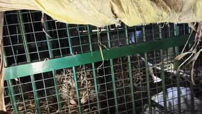 leopard captured in cage by the forest department in Dhaurahra lakhimpur kheri