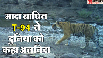 Body of tigress T-94 found in Ranthambore National Park  Sawai Madhopur