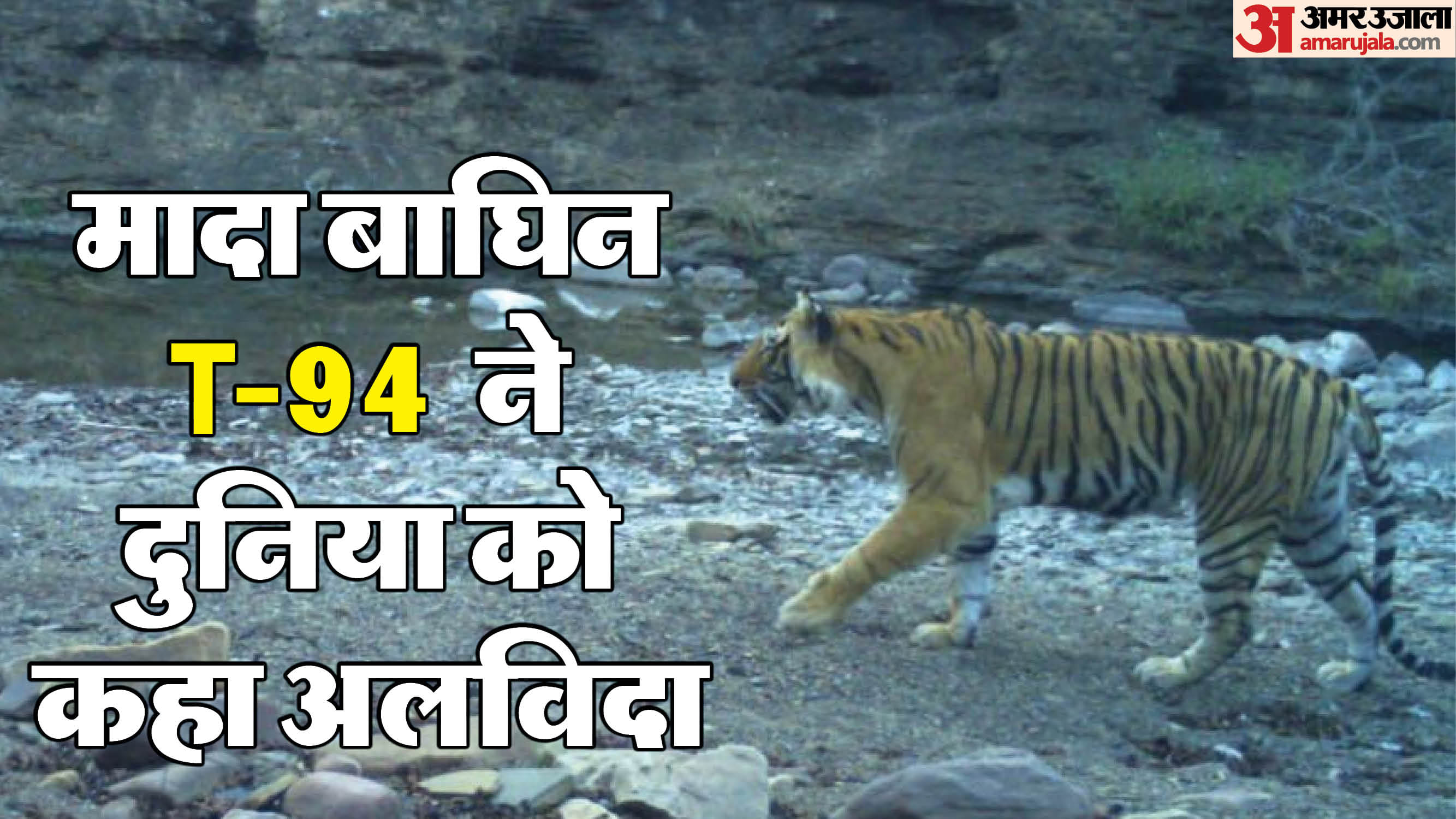मादा बाघिन की तस्वीर