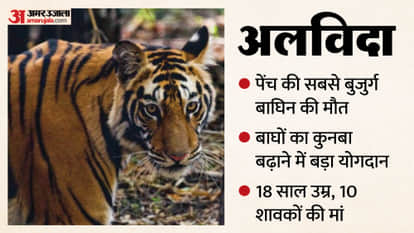 Pench's 'langri tigress' end: rule in forest for 18 years, set an example by giving birth to 10 cubs