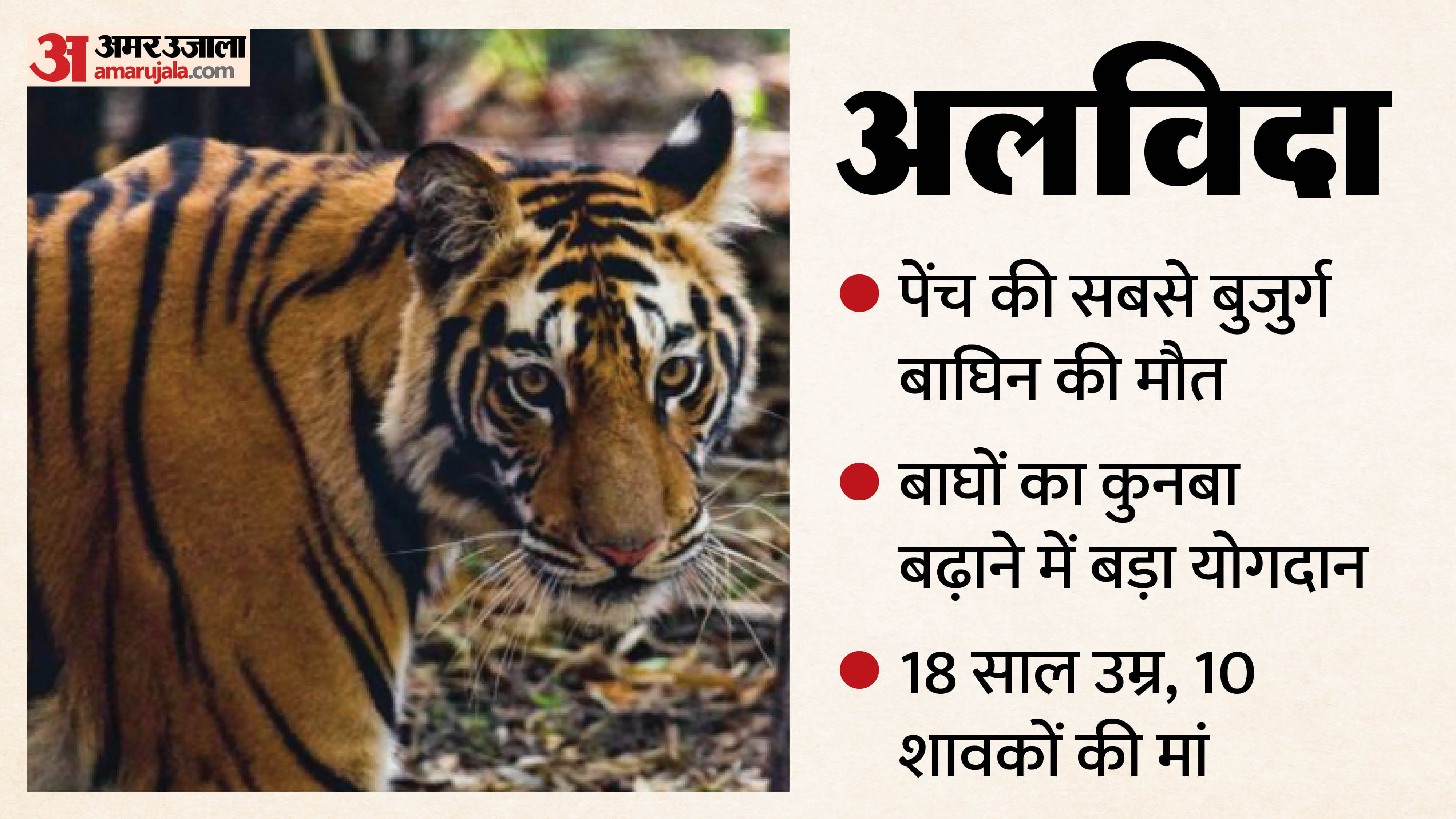 पेंच टाइगर रिजर्व की सबसे बुजुर्ग बाघिन की मौत हो गई।