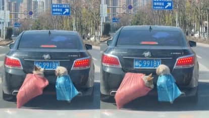 China trend people hang their pets in a bag out of the car video goes viral on social media
