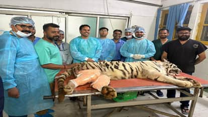 IVRI surgical team performs complex surgery on white tigress
