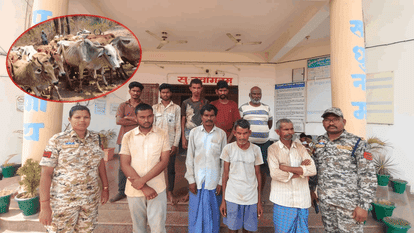 171 cattle being taken to Telangana through the forest route rescued in Bijapur