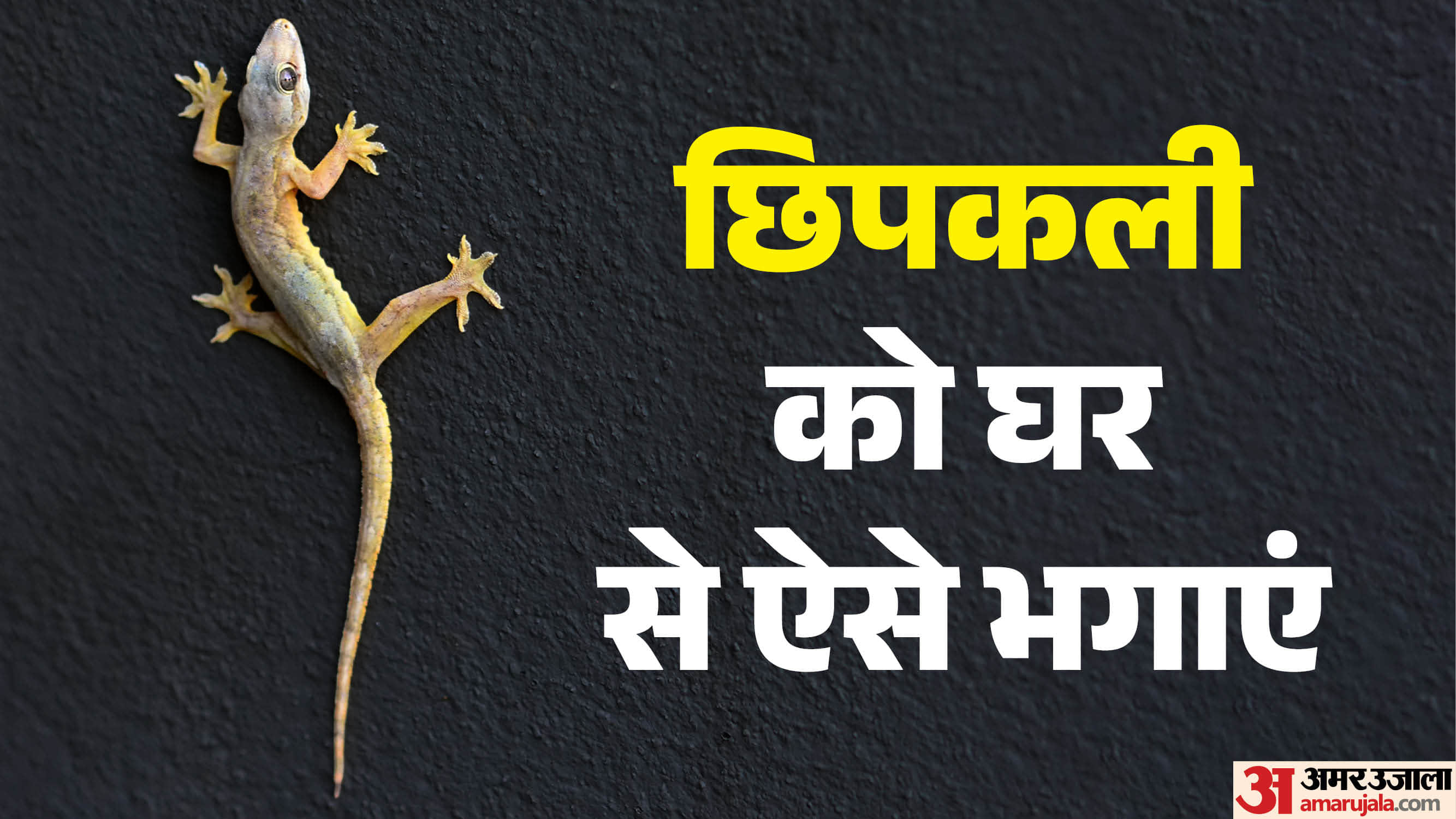 how to get rid of house lizards permanently home remedies