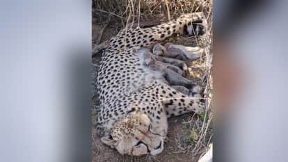 Female Cheetah Jwala Delivers 5 Cubs at Kuno National Park, Boost for Cheetah Conservation