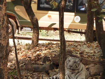 rajgir-zoo-safari-white-tiger-kesari-new-attraction-bihar-tourism