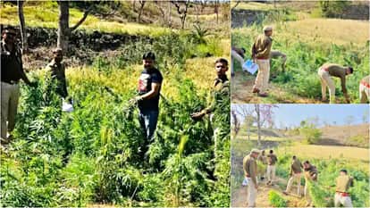 Salumbar News: Illegal cannabis cultivation busted amid wheat harvest, police seize 120 kg of plants