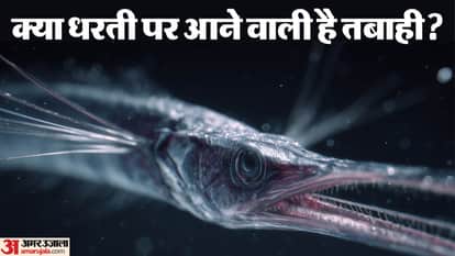 2 doomsday fish appear together on Mexico beach Why this rare deep-sea sighting is sparking viral concern