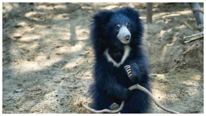 bear jenny emotional story blog