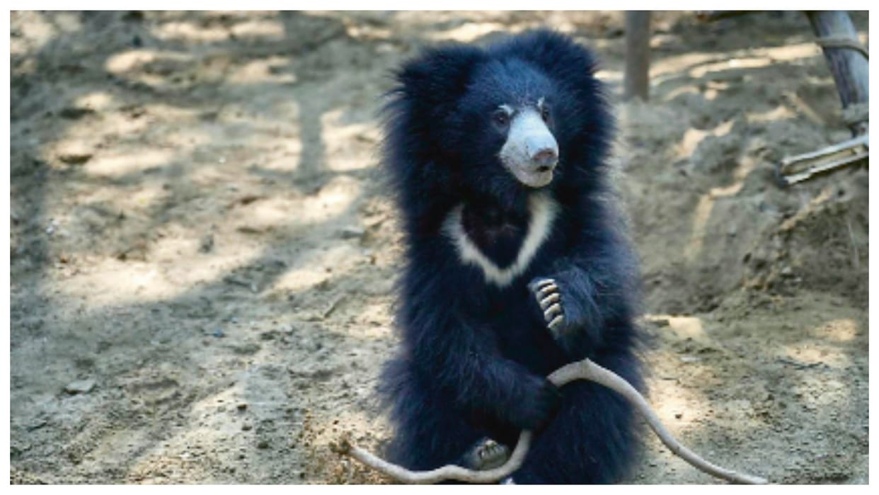 bear jenny emotional story blog